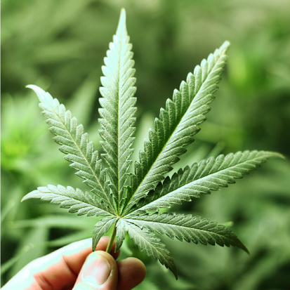 Ohio Ballot Beat: Marijuana Legalization Initiative & Ohio Initiated Monopolies Amendment